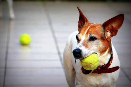 Tennisbal