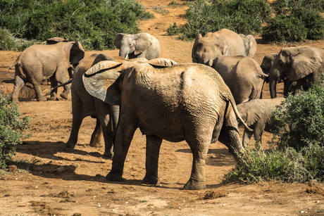 Addo Elephant Park