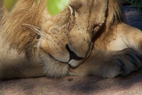 Close up Shaka