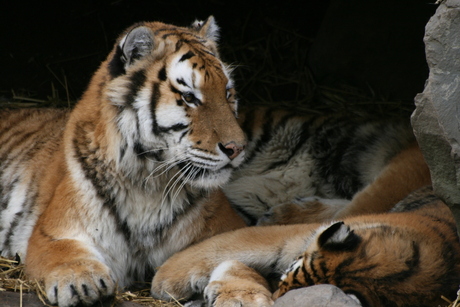 Tijger met kleintjes