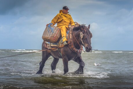 Paardenvisser