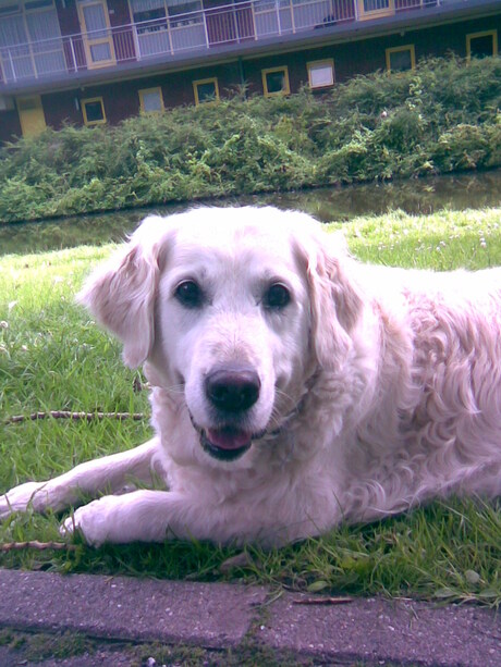 Chanty in het park