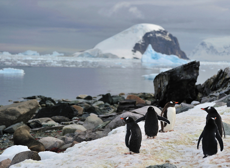 Antarctica, Danco Island