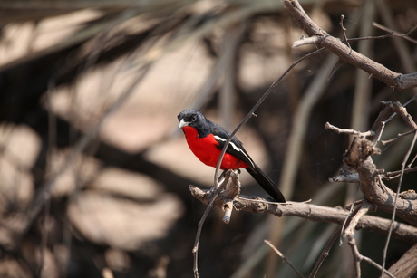 roodborst namib