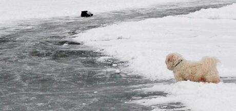 Rocky in de sneeuw