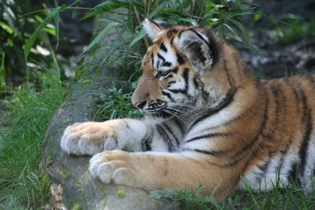 Tijgerwelp in Zoo Amersfoort