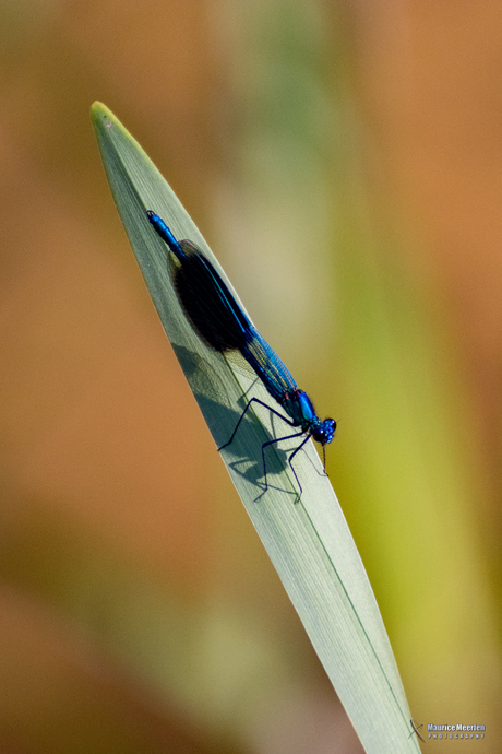 Libelle in De Doort