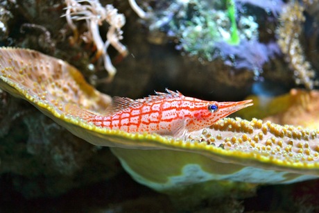 aquarium Artis