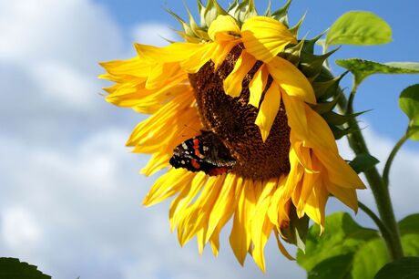 Zonnebloem met vlinder