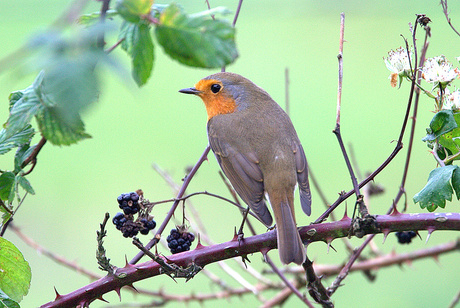 Roodborst