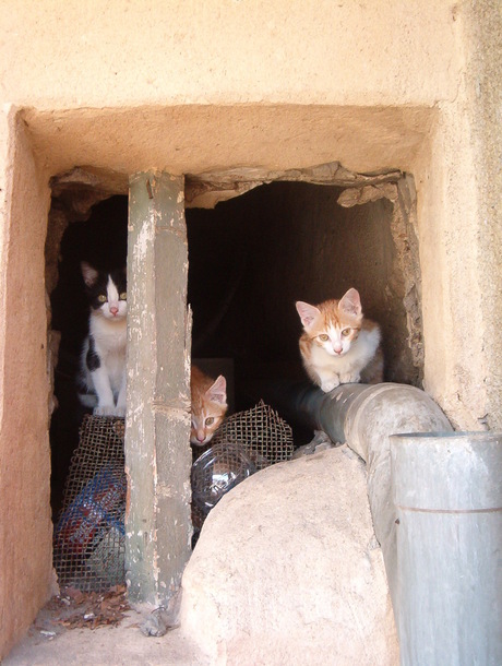 Wilde katjes in Frankrijk