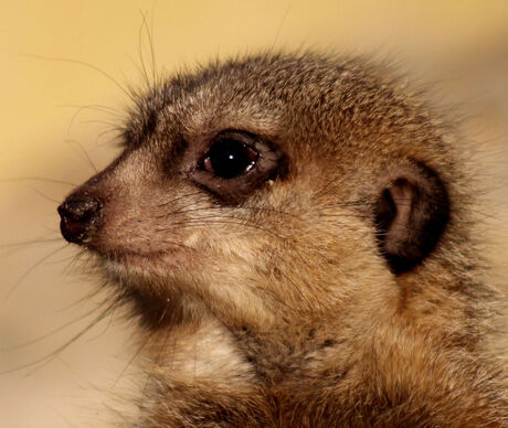 Bewoner Dierenpark Amersfoort