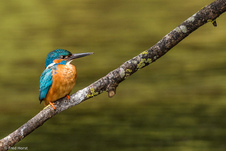 IJsvogel