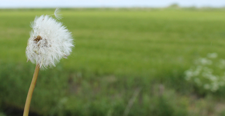 paardenbloem