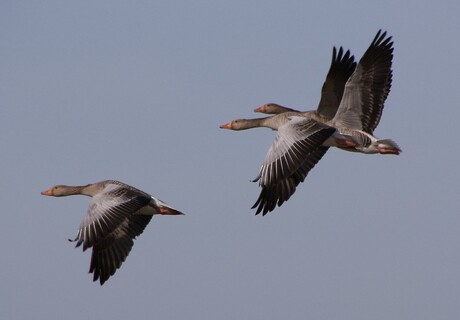 in vogelvlucht