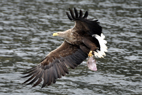 Sea-Eagle fishing for her kids