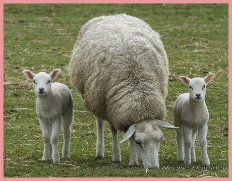 Lammetjes, ze zijn er weer