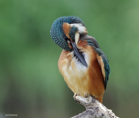 IJsvogel