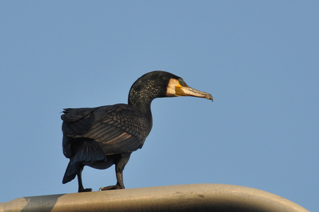 hoog uitzicht voor aalscholver