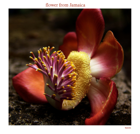 Bloem uit Jamaica