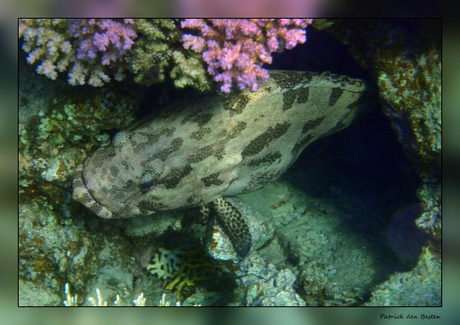 Het leven in de rode zee : Marbled grouper
