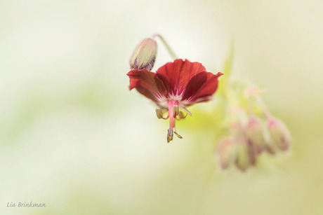 Geranium phaeum