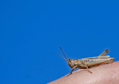 Sprinkhaan op een hand