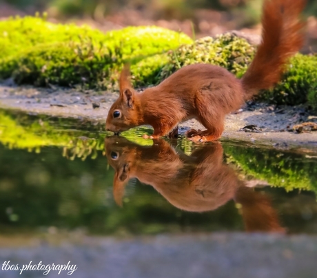Reflectie van een Eekhoorn