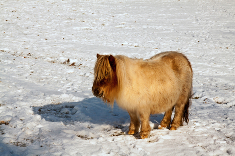 Winterpony