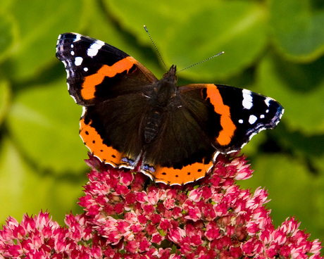 Atalanta geland op sedum