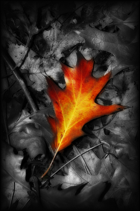Fall...en leafe...
