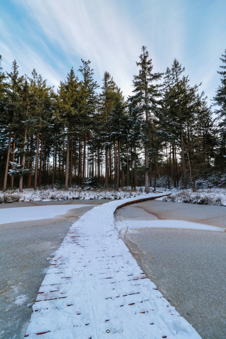 Vanochtend in de Beetsterzwaagse bossen