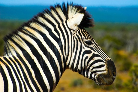 Zebra in Krugerpark