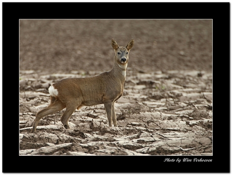 Ree in de Biesbosch