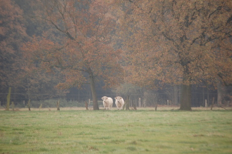 starende koeien