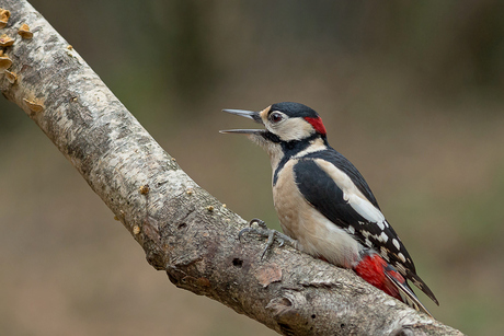 Grote bonte specht