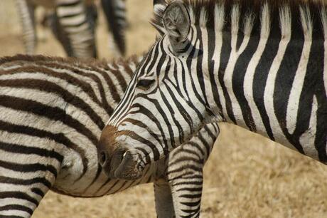 zebra's Tanzania