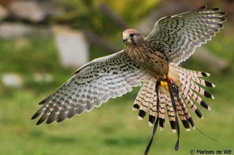 Vogelshow Safaripark