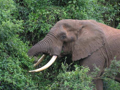 afrikaanse olifant in abedare np