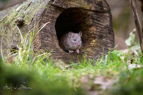 roze woelmuis