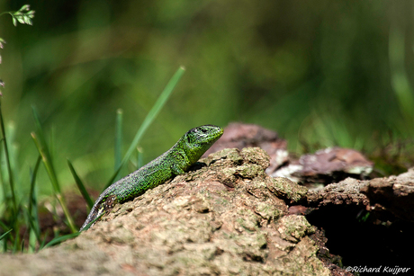 Zandhagedis (Lacerta agilis)