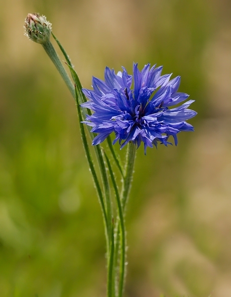 Korenbloem_2013_07_10_1a.jpg