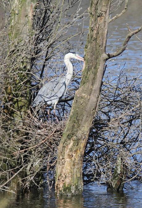 Blauwe reiger op nest