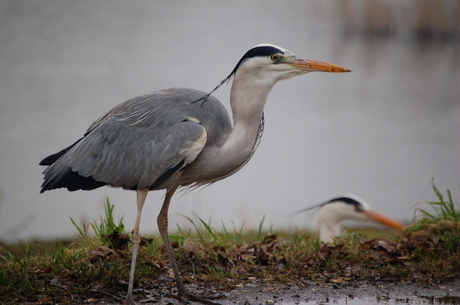 Reigers