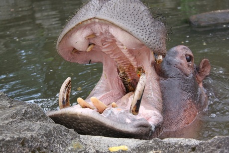 hongerige nijlpaard