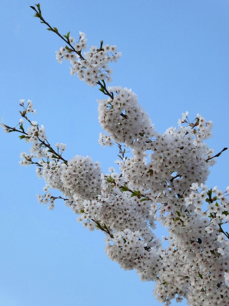 Schoonheid in de lente