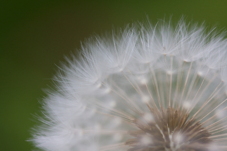 Paardenbloem