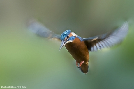 IJsvogeltje