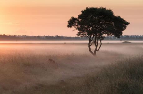 Wierdense Veld