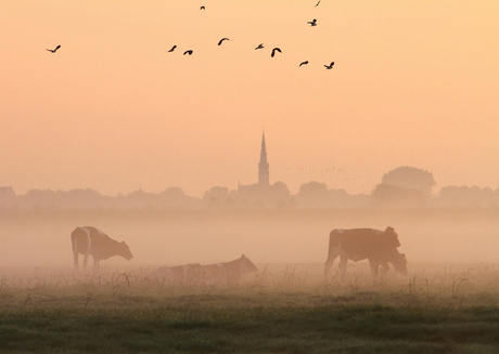 Polder Hoenkoop